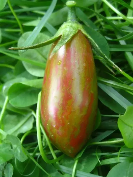 ranniy-bikolor-4-163609