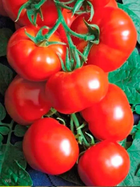 ranniy-holodostoykiy-4-158783