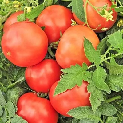 ranniy-holodostoykiy-5-158783