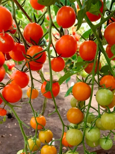 rapuntsel-kosy-zolotye-2-143203