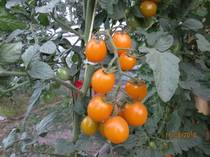 rapuntsel-kosy-zolotye-3-143203