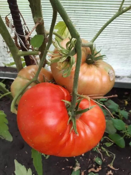 relikviya-rouds-5-142674