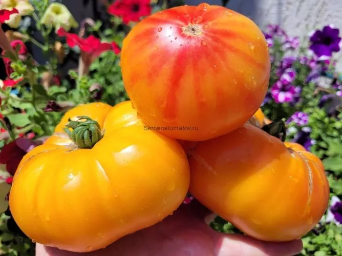 relikviya-rouds-6-142674