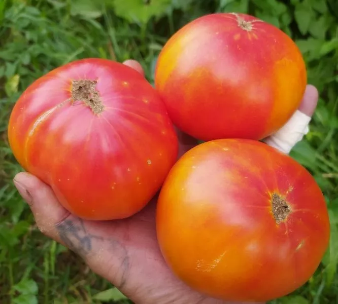 relikviya-rouds-main-142674