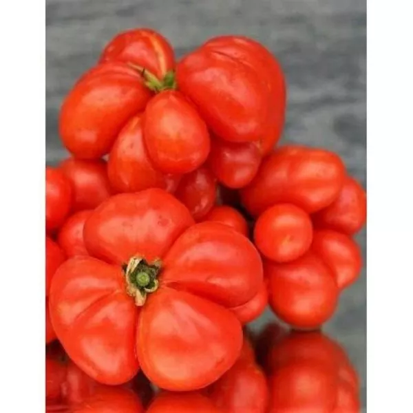 reysetomeyt-1-157987