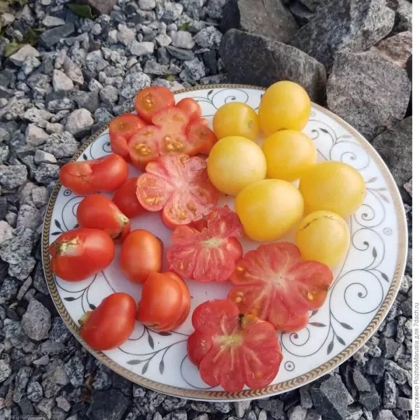 reysetomeyt-10-157987