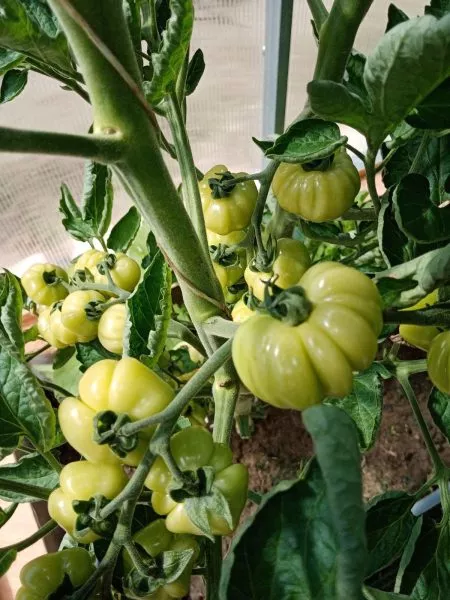 reysetomeyt-3-157987