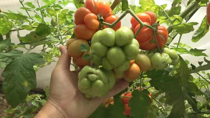 reysetomeyt-4-157987