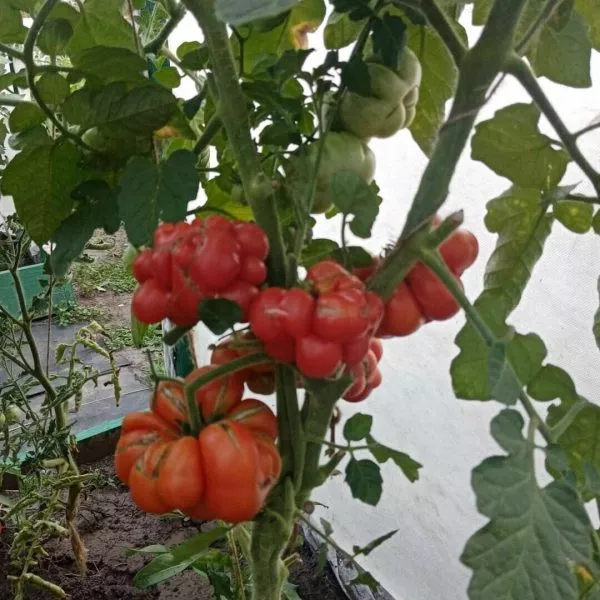 reysetomeyt-5-157987