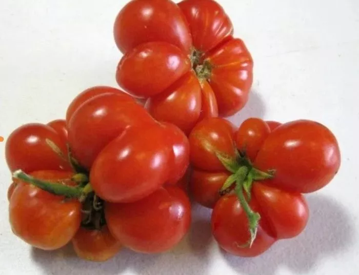 reysetomeyt-6-157987