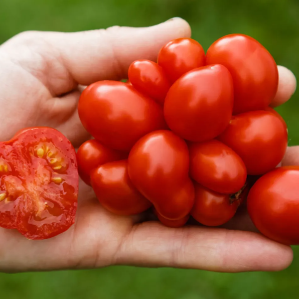 reysetomeyt-8-157987