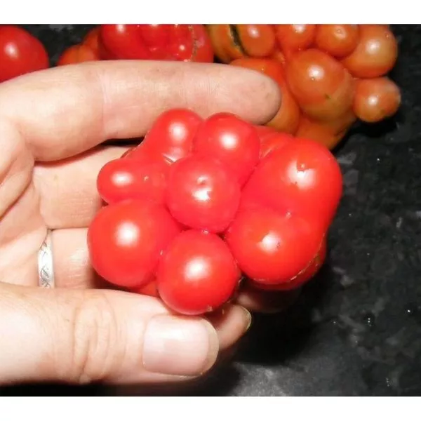 reysetomeyt-9-157987