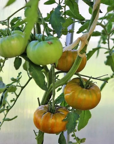 romovaya-baba-3-141094