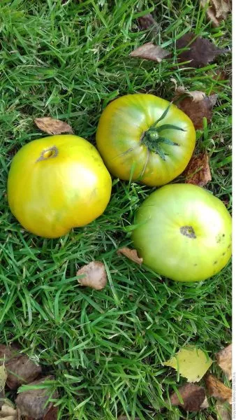 romovaya-baba-4-141094