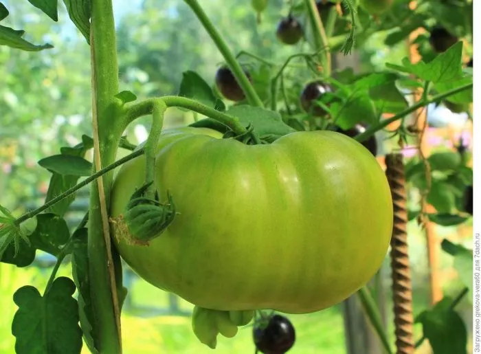 romovaya-baba-5-141094