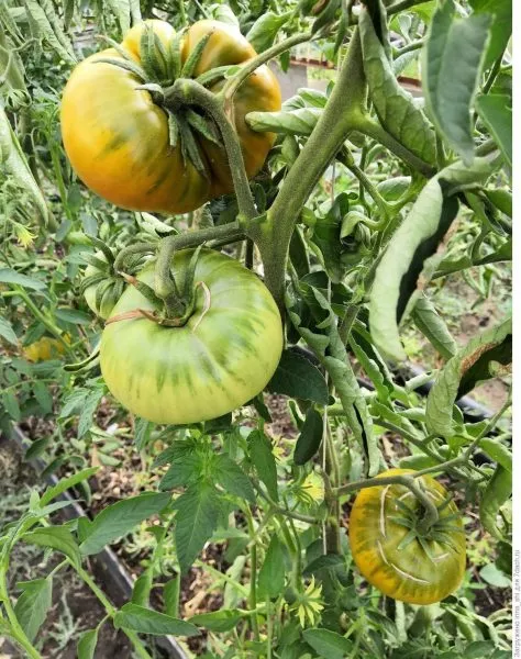 romovaya-baba-7-141094