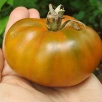 romovaya-baba-8-141094