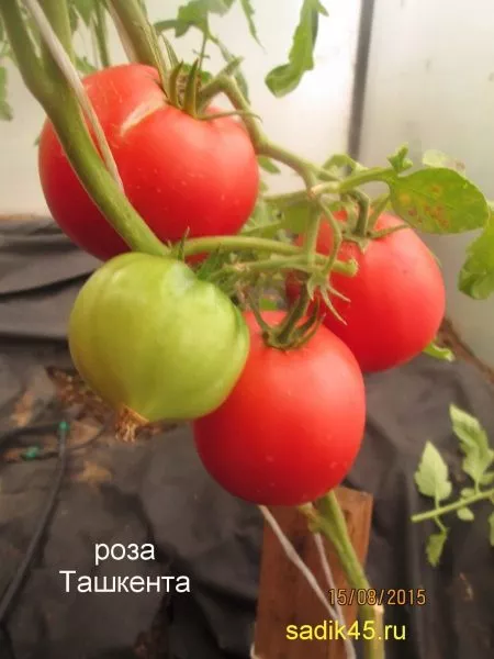 roza-tashkenta-1-139283-1