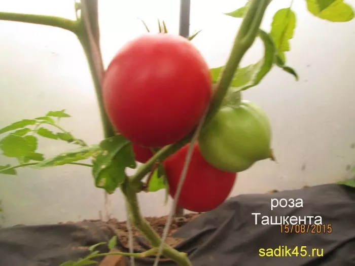 roza-tashkenta-1-139283-2