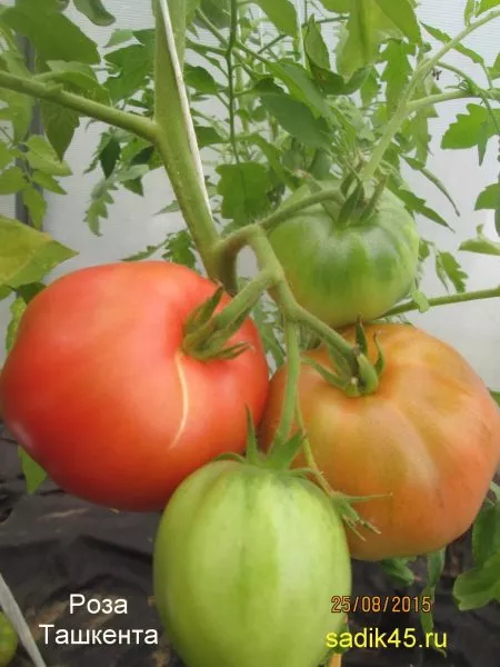 roza-tashkenta-2-139283-1