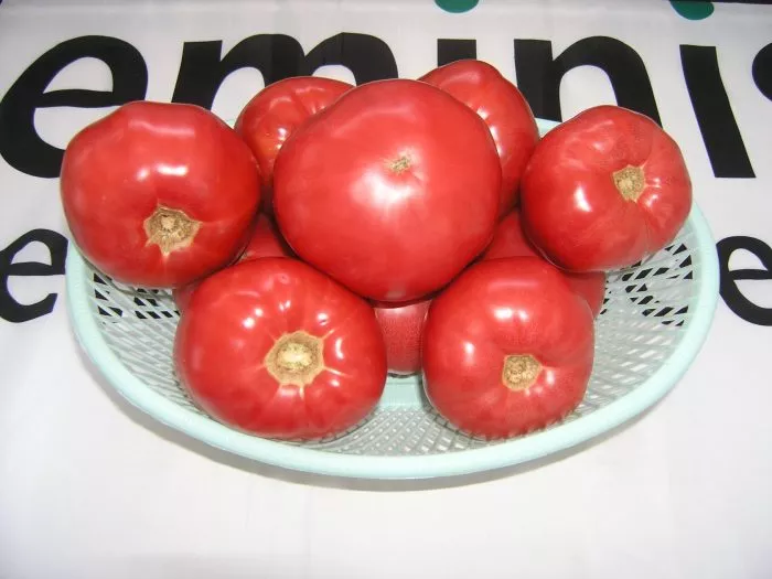 rozaliza-main-160950