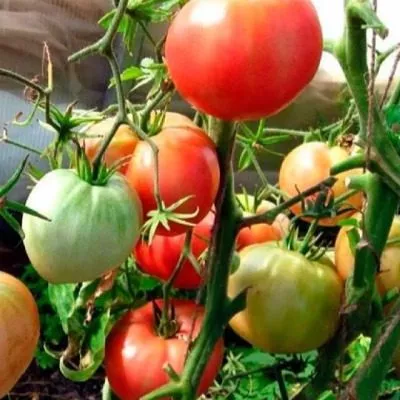 rozovoe-utro-3-156657