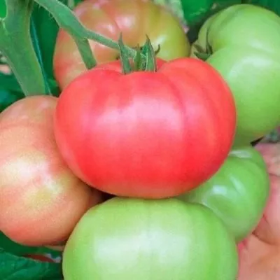 rozovoe-utro-5-156657