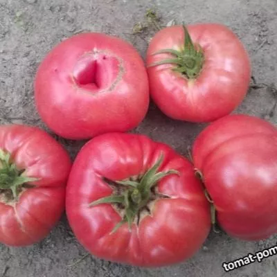 rozovoe-utro-6-156657