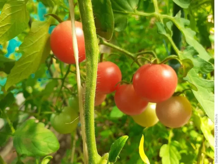 rozovoe-utro-main-156657