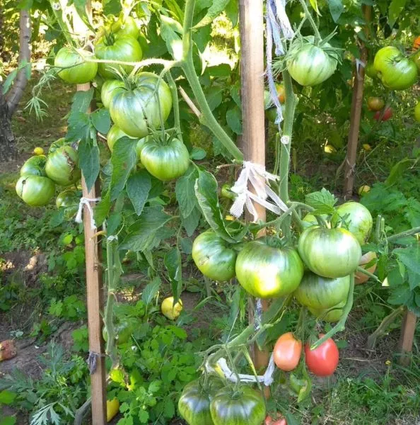 rozovyy-begemot-2-166872