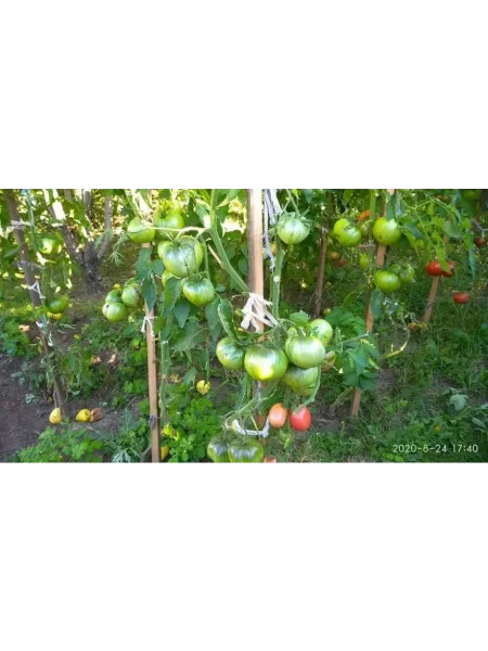 rozovyy-begemot-4-166872