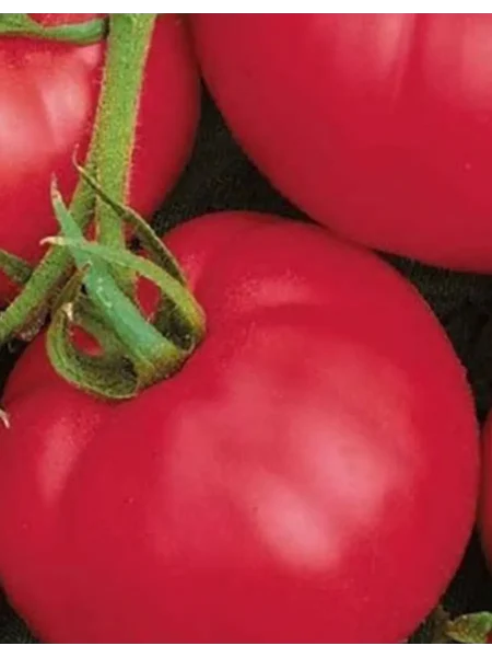 rozovyy-begemot-5-166872