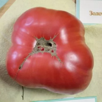 rozovyy-begemot-6-166872