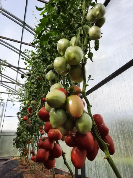 rozovyy-bizon-2-168247