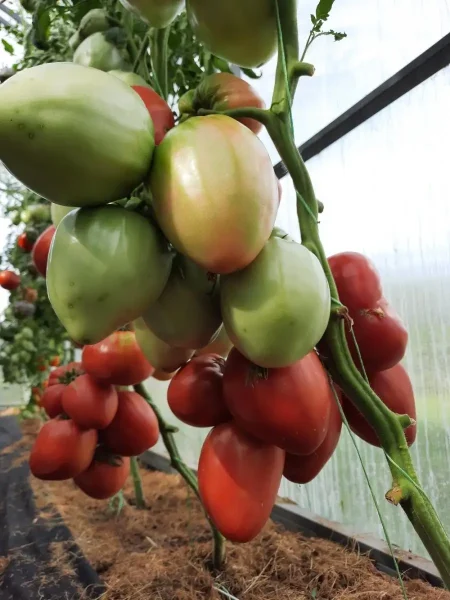 rozovyy-bizon-4-168247