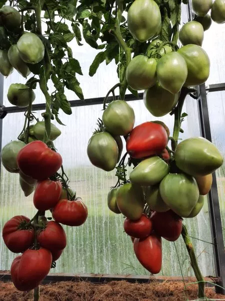 rozovyy-bizon-5-168247