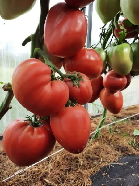 rozovyy-bizon-6-168247