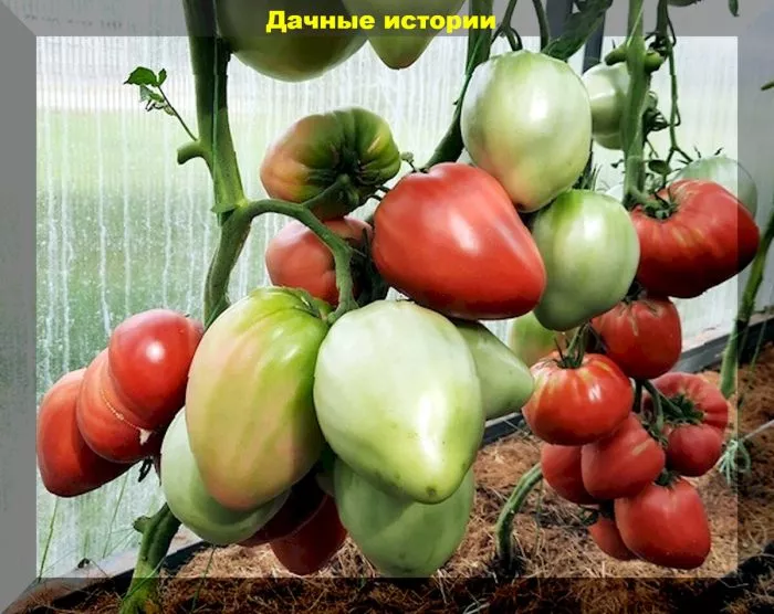 rozovyy-bizon-7-168247