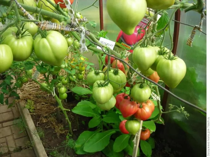 rozovyy-bizon-8-168247