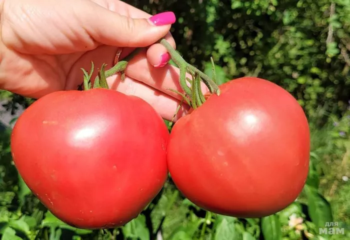 rozovyy-bizon-main-168247