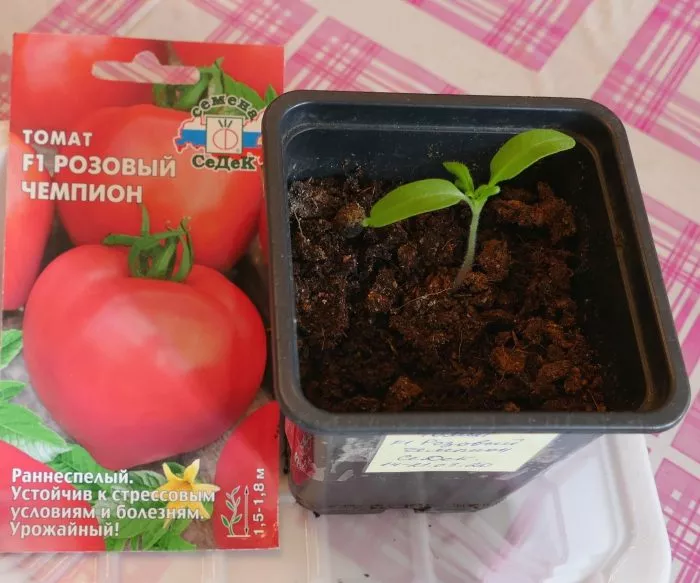 rozovyy-chempion-4-161939