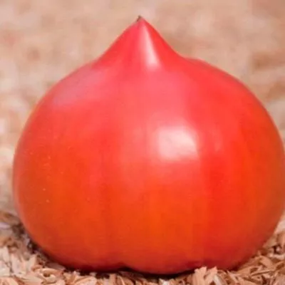 rozovyy-chempion-7-161939