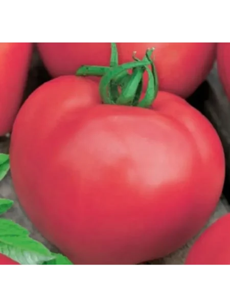 rozovyy-chempion-main-161939