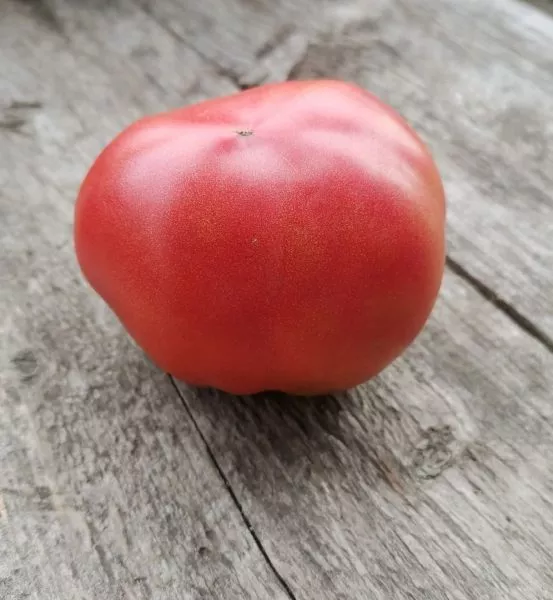 rozovyy-dar-1-143190