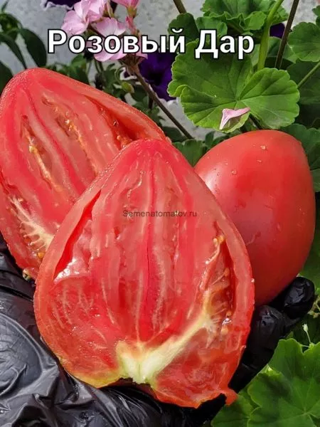 rozovyy-dar-2-143190