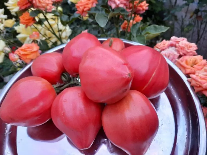 rozovyy-dar-4-143190