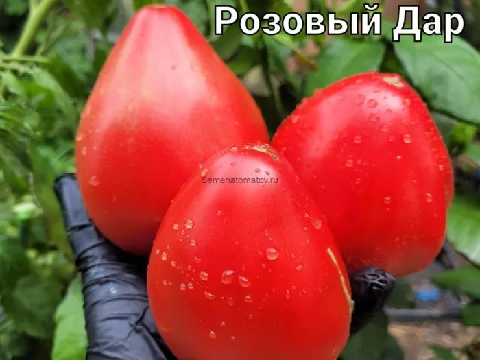 rozovyy-dar-main-143190