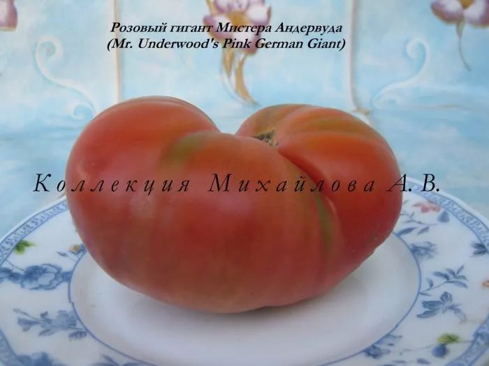 rozovyy-gigant-mistera-andervuda-1-152556