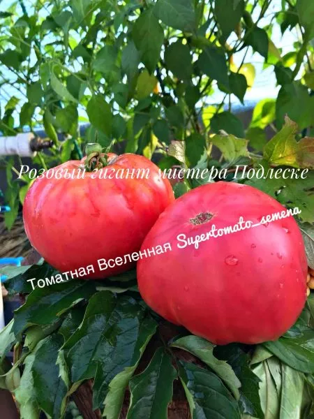 rozovyy-gigant-mistera-andervuda-3-152556