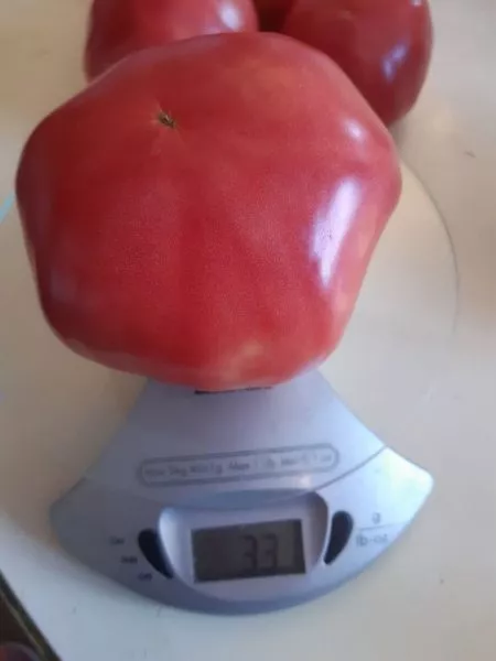 rozovyy-gigant-mistera-andervuda-4-152556